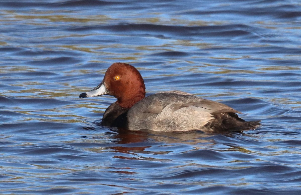 Redhead - Paul Hueber