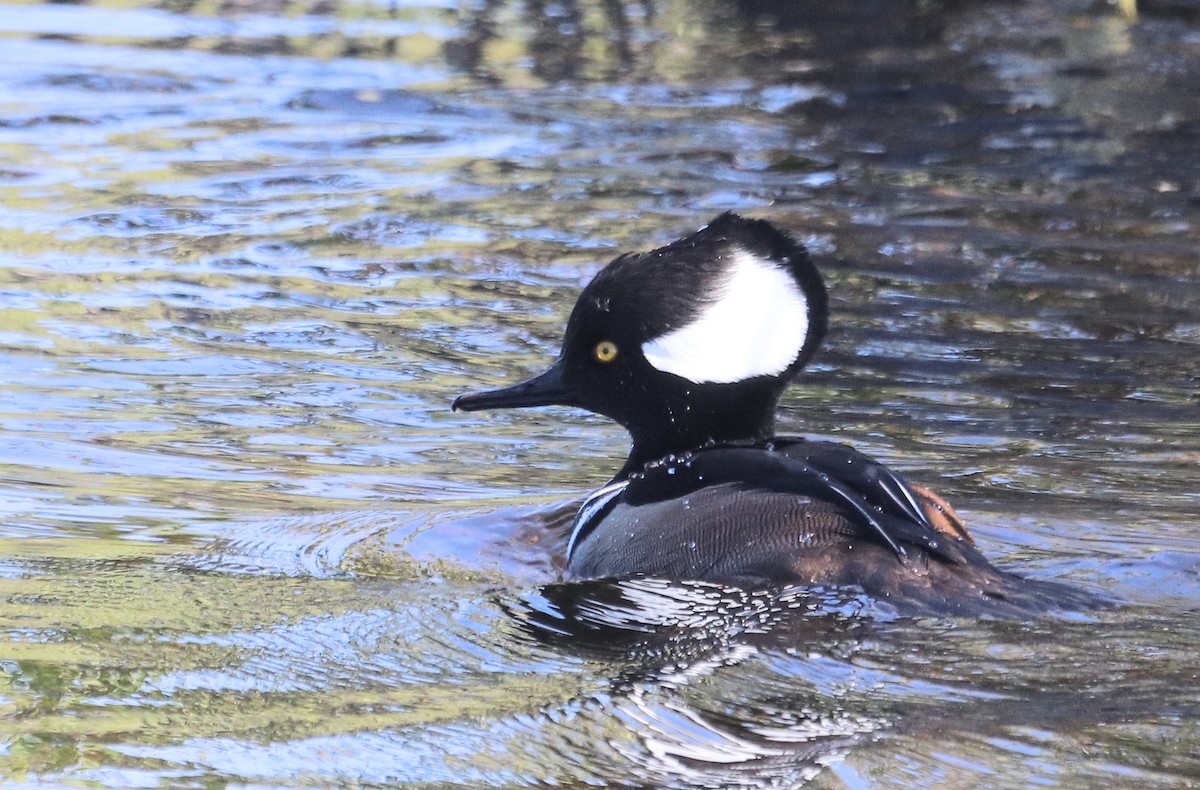 Hooded Merganser - ML191585181