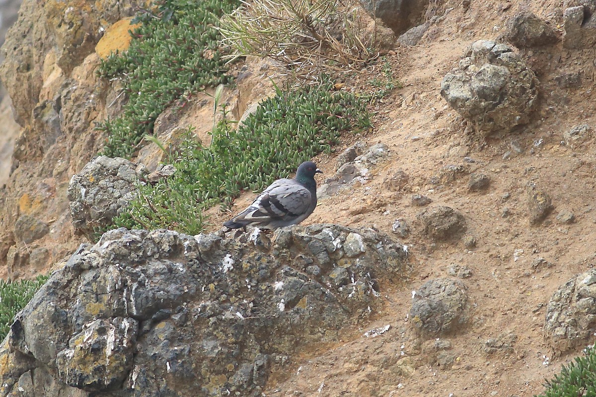 Rock Pigeon (Feral Pigeon) - John Mercer
