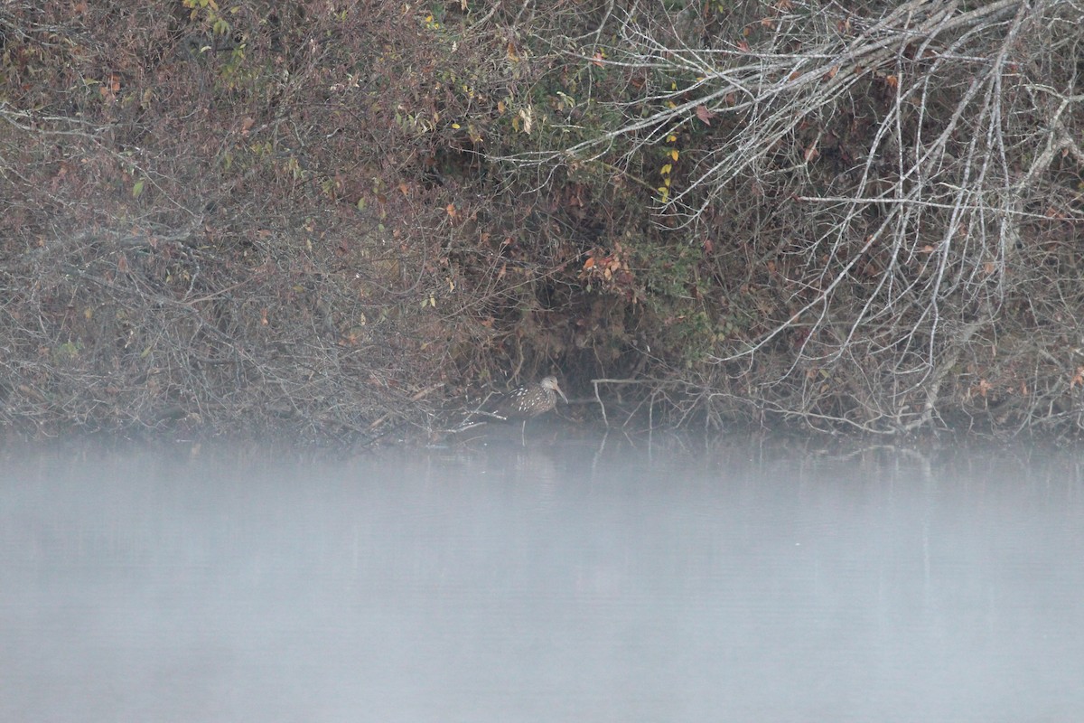 Limpkin - ML191587151