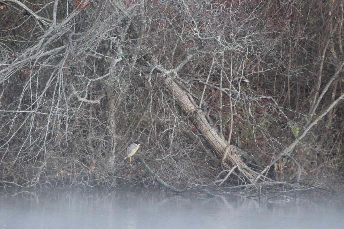 Black-crowned Night Heron (American) - ML191587291
