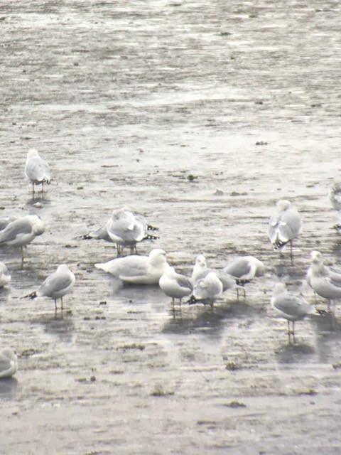 Glaucous Gull - ML191588841