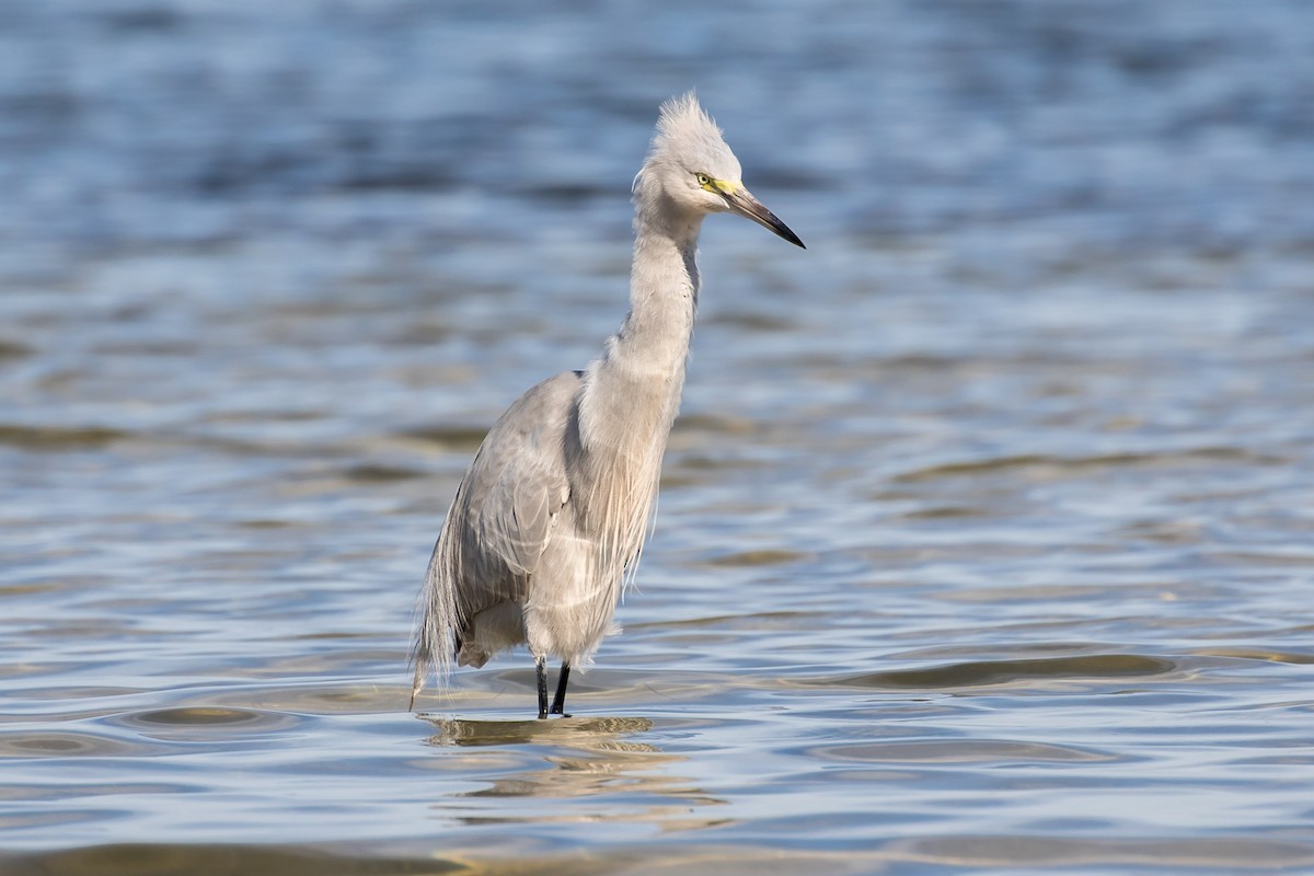 Great Egret x Great Blue Heron (hybrid) - Brett Hoffman
