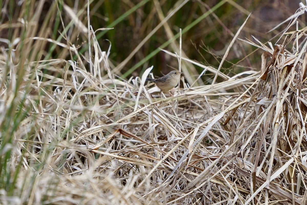 Sedge Wren - ML191591311