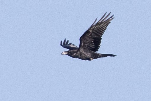 Common Raven - ML191591421