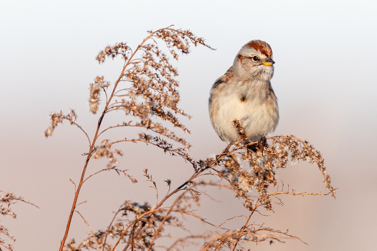 American Tree Sparrow - ML191592741