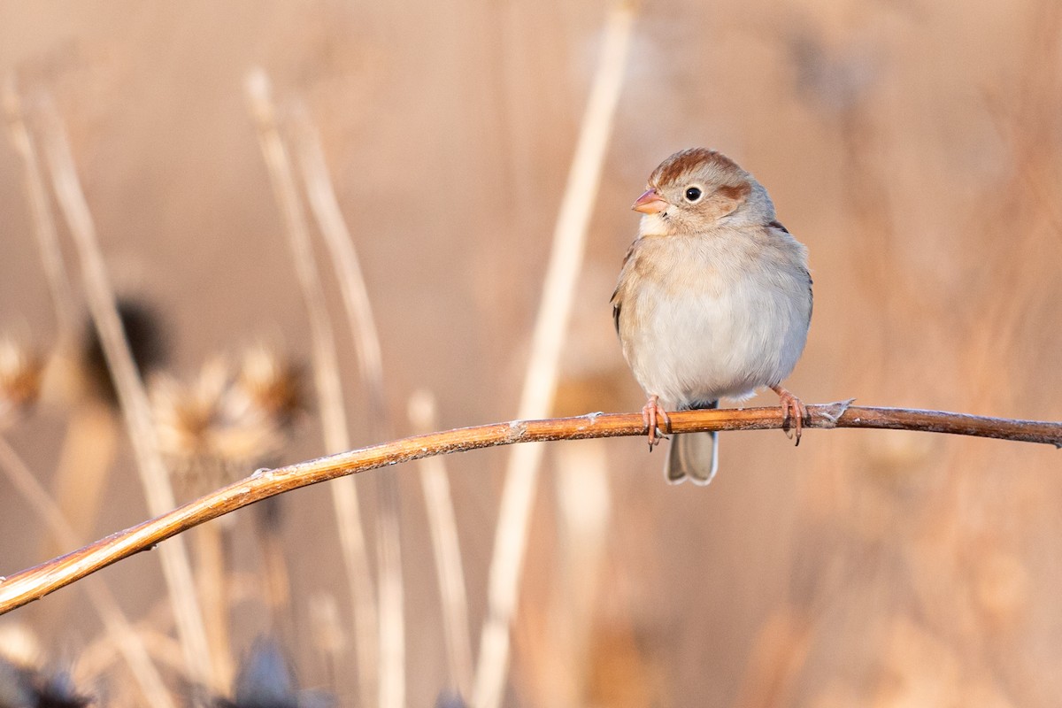 Field Sparrow - ML191592811