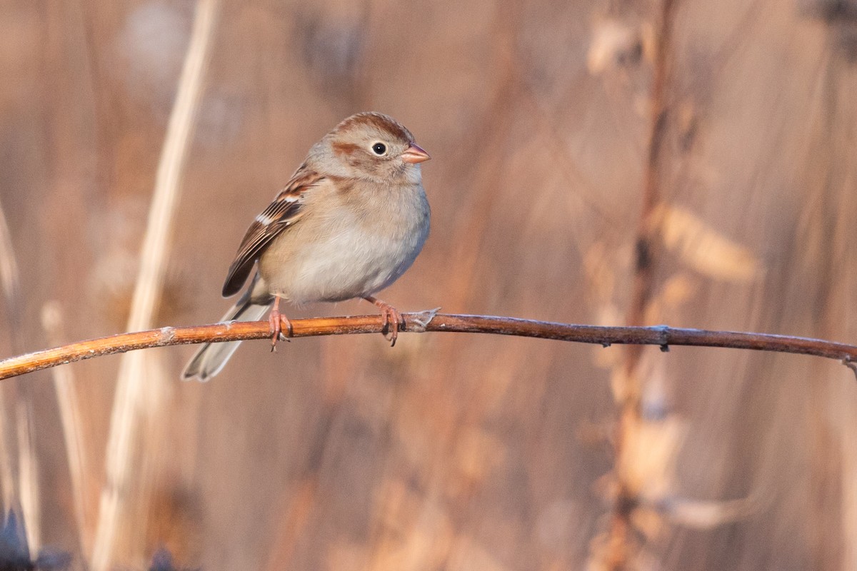 Field Sparrow - ML191592821