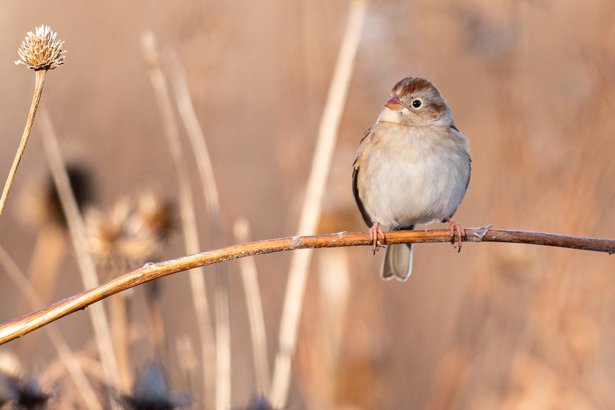 Field Sparrow - ML191592841
