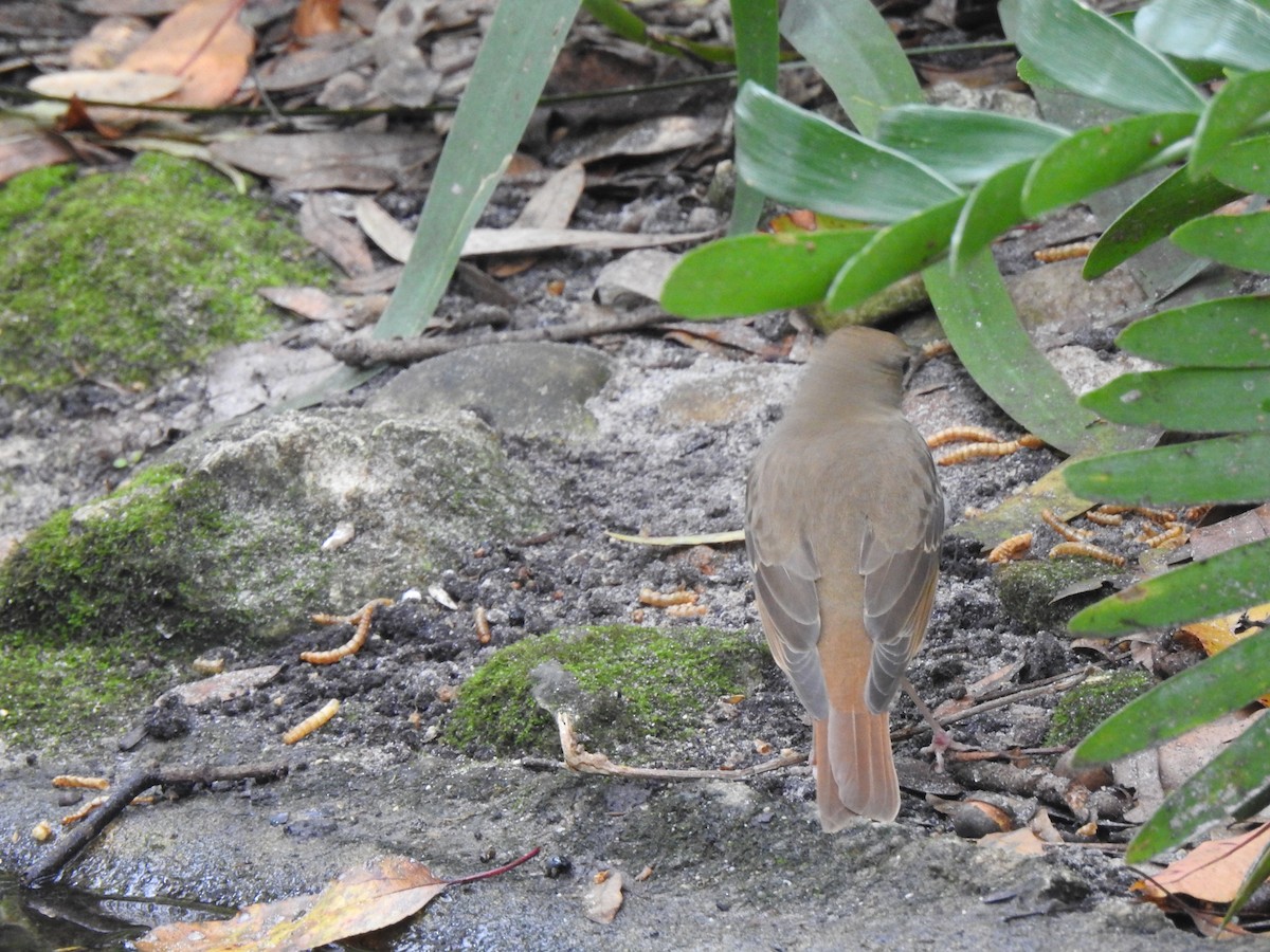 Hermit Thrush - ML191593561