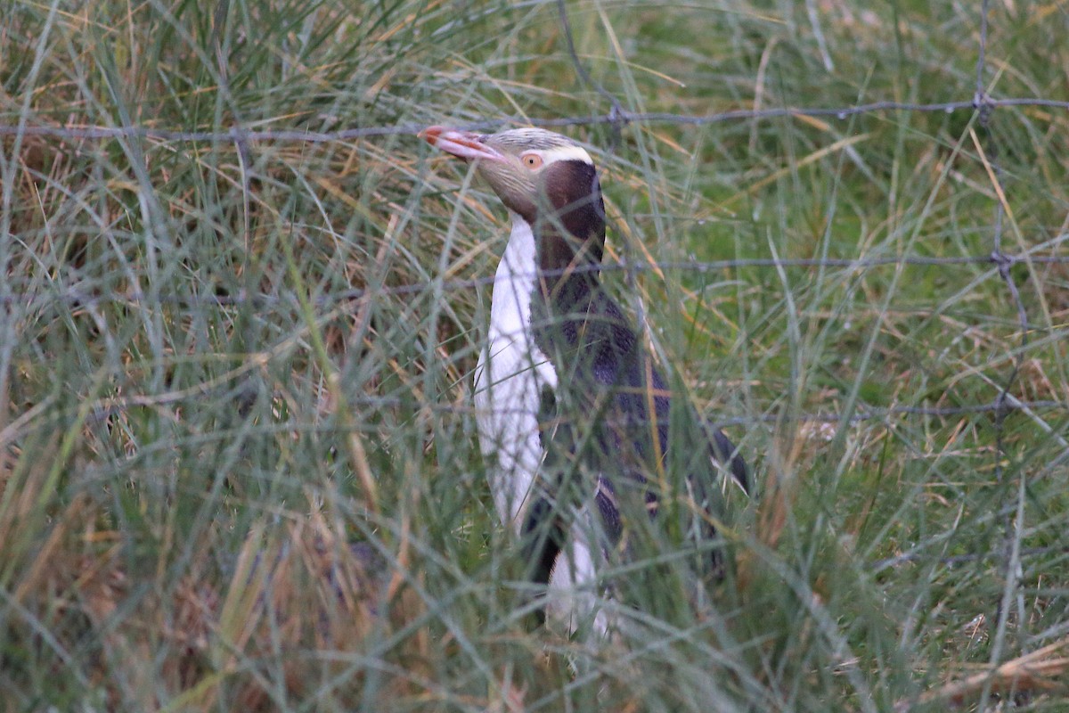 Yellow-eyed Penguin - John Mercer