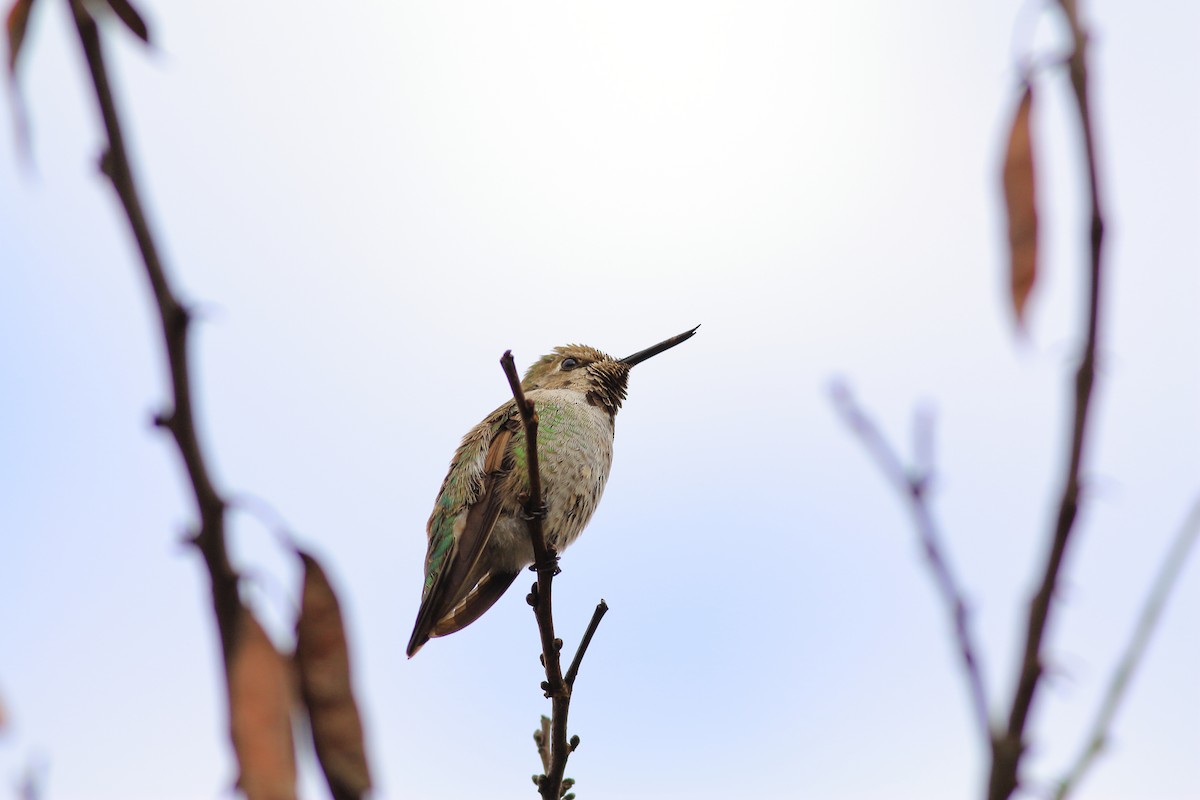 Anna's Hummingbird - Joseph Bieksza
