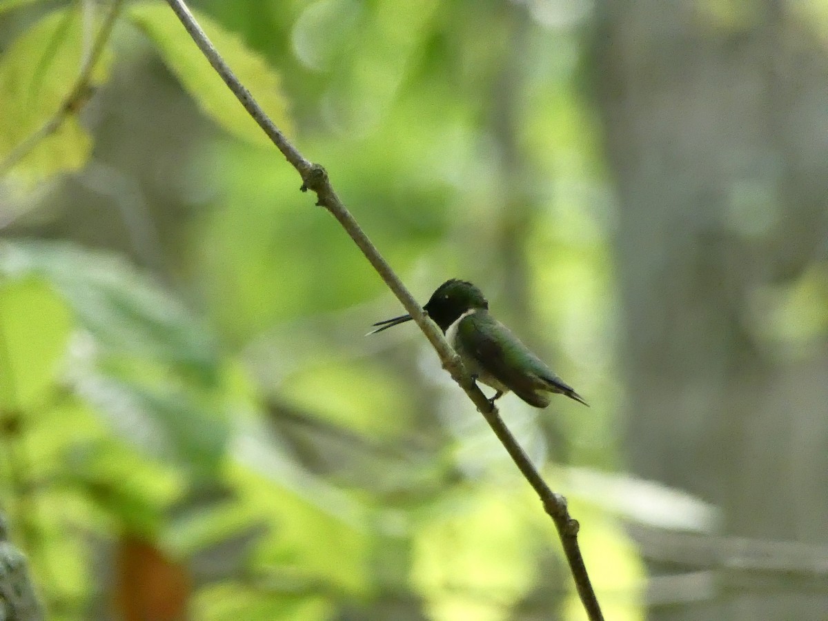Ruby-throated Hummingbird - ML191594981