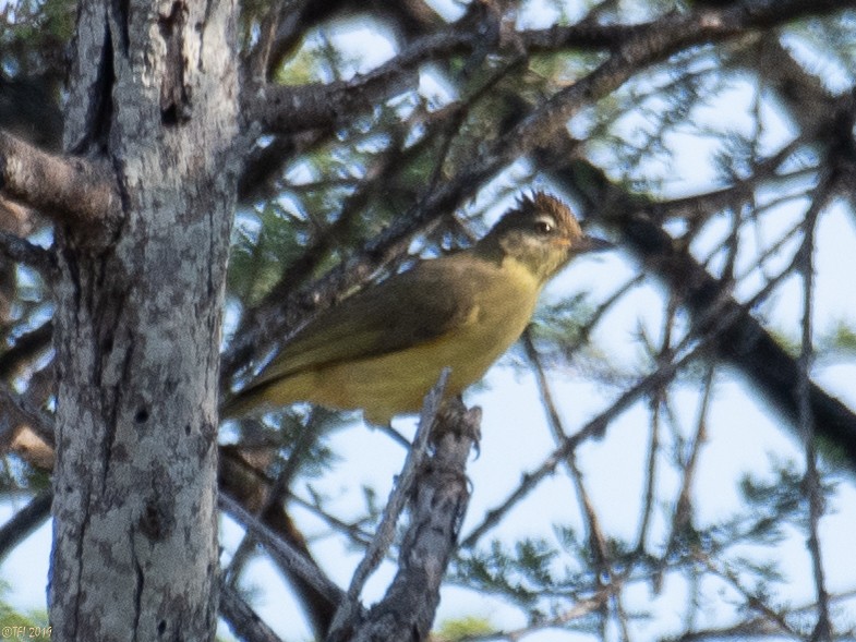 Bulbul à poitrine jaune - ML191595051