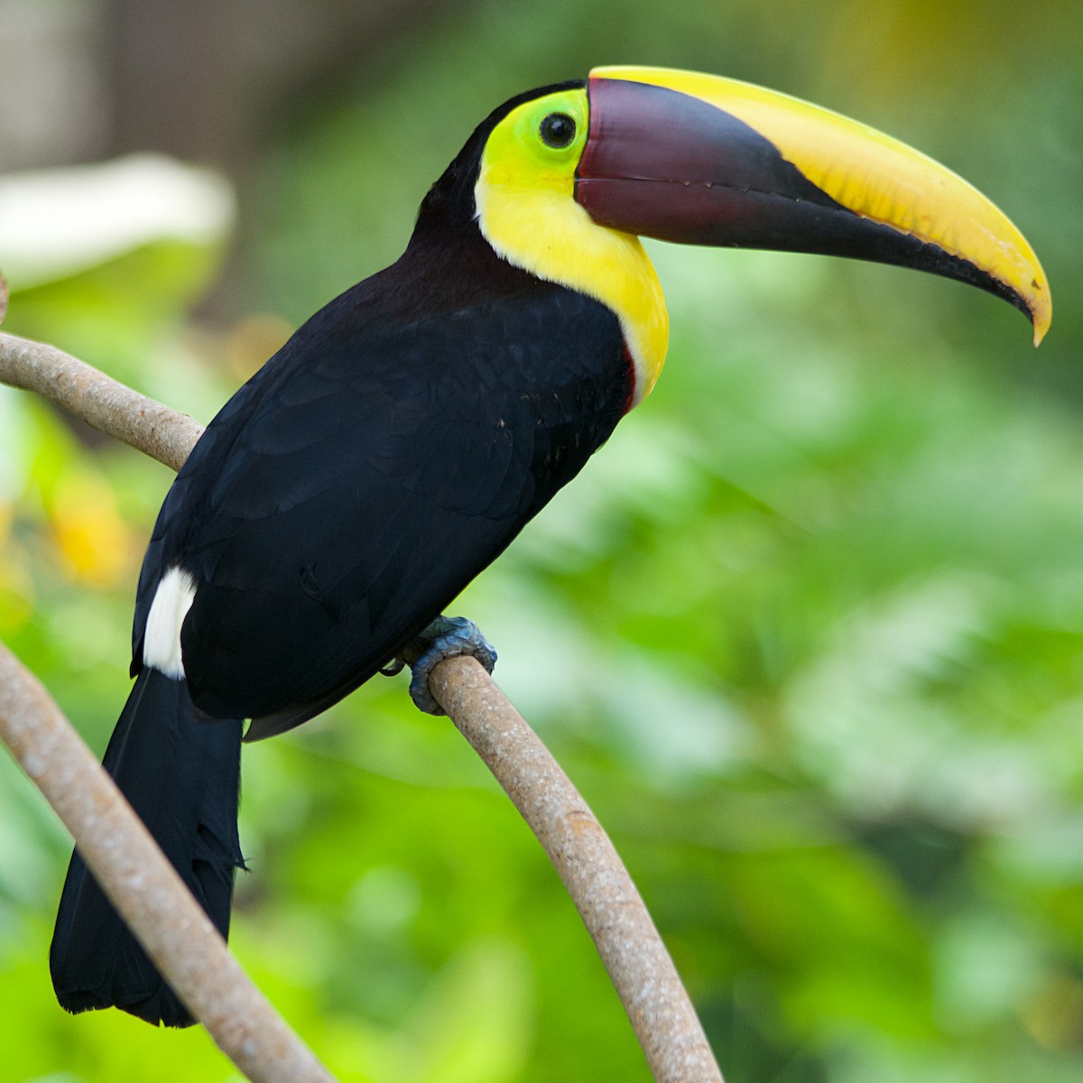 Yellow-throated Toucan - ML191595291