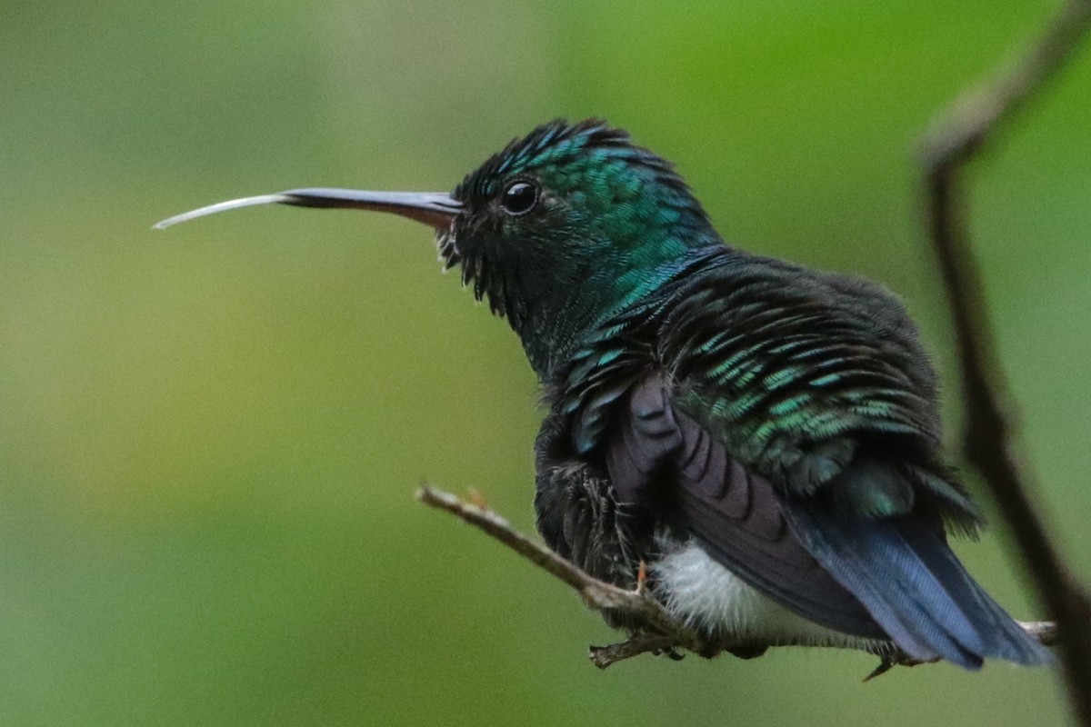 Violet-bellied Hummingbird - ML191596391