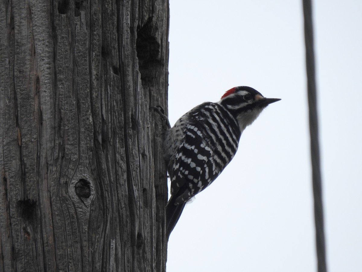 Nuttall's Woodpecker - ML191596431