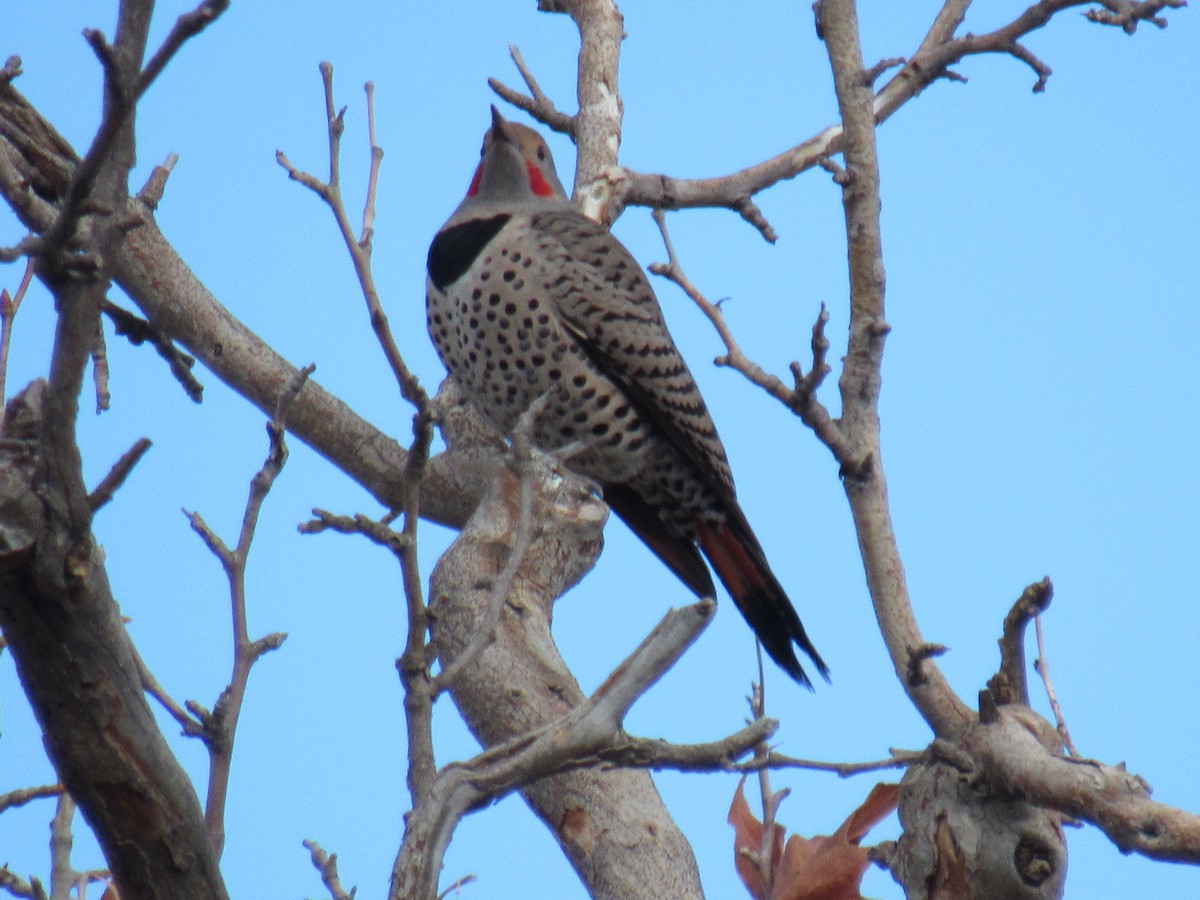 Northern Flicker (Red-shafted) - ML191598891