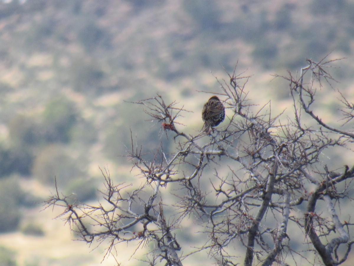 European Starling - ML191599001