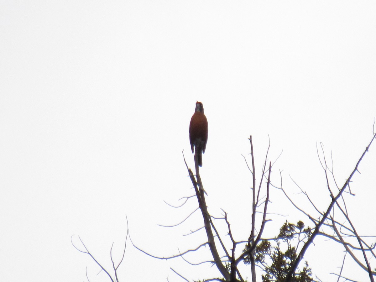 American Robin - ML191599081