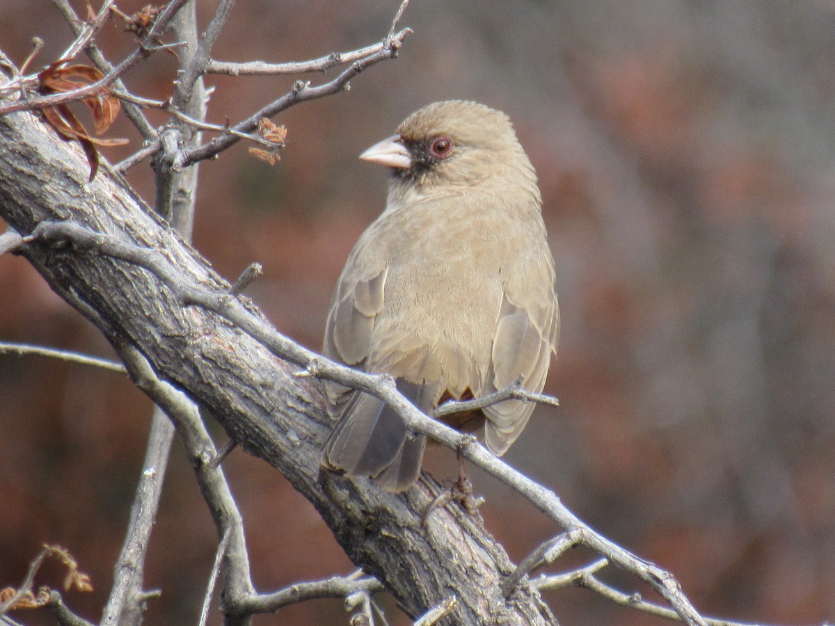 Abert's Towhee - ML191599181