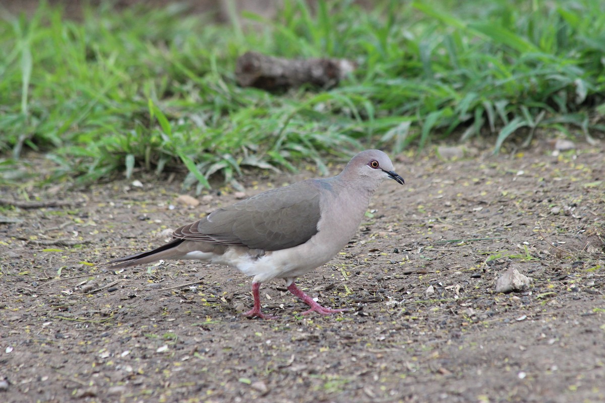 White-tipped Dove - Donald Jones