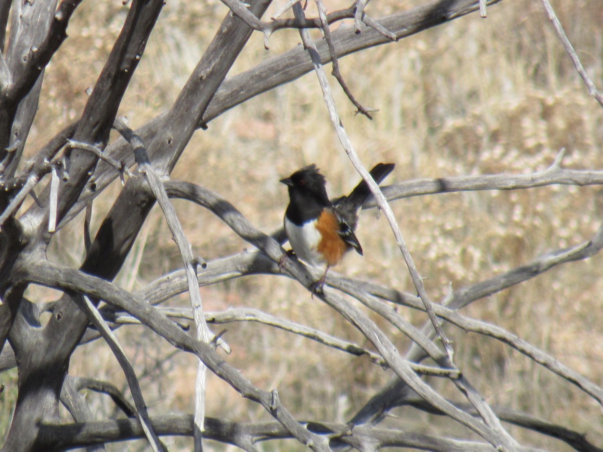 Spotted Towhee - ML191599451