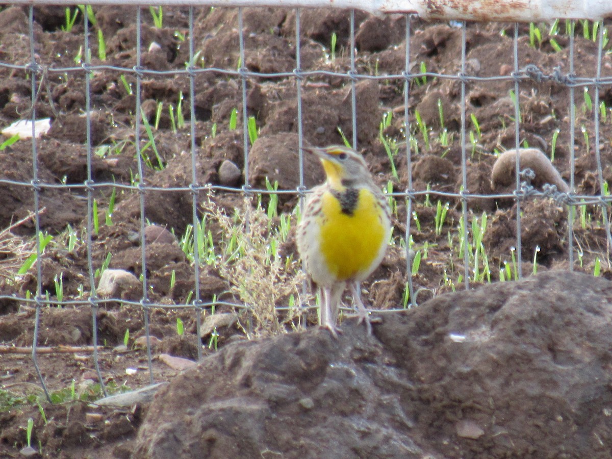 Western Meadowlark - ML191599541