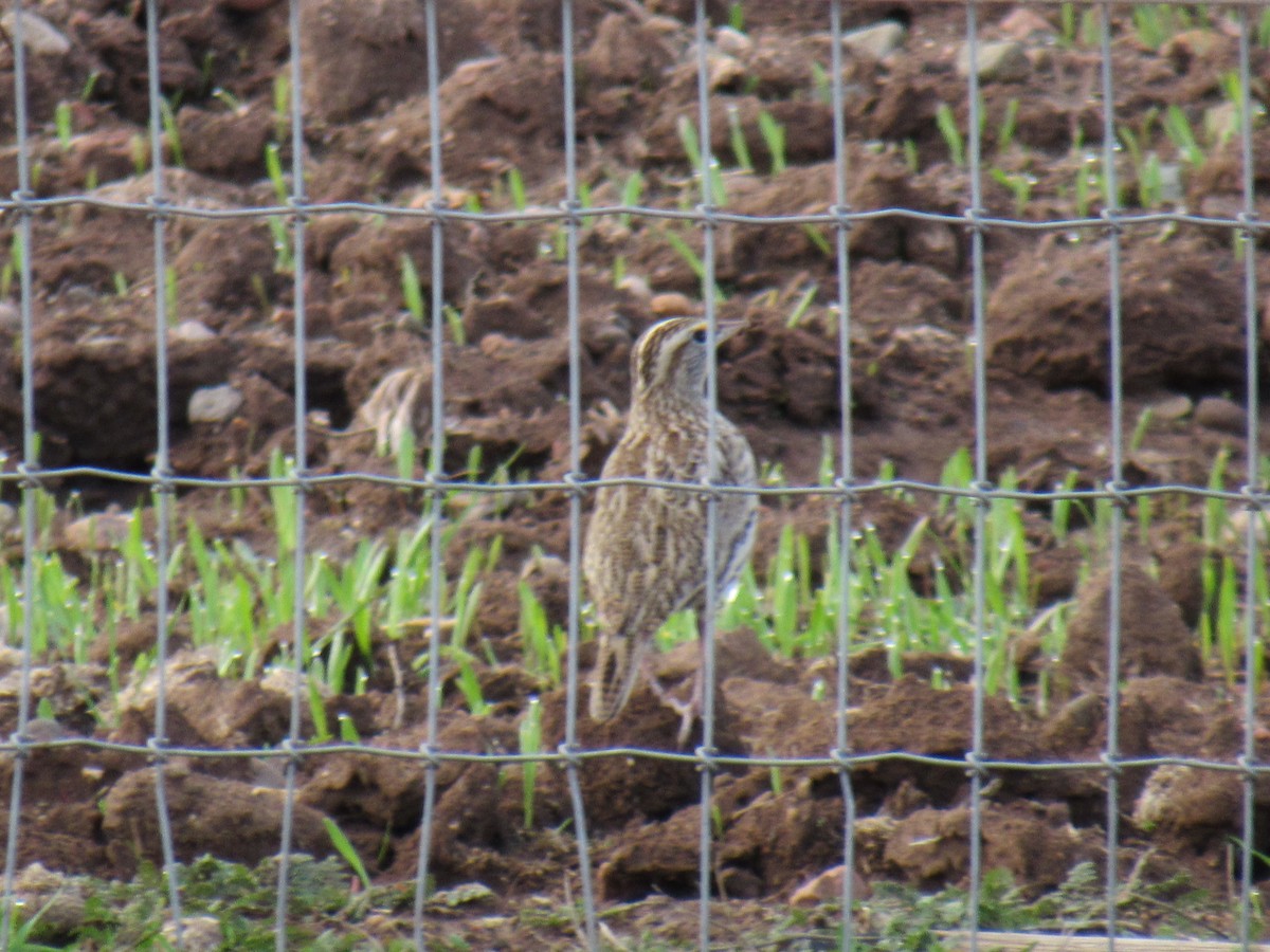 Western Meadowlark - ML191599571