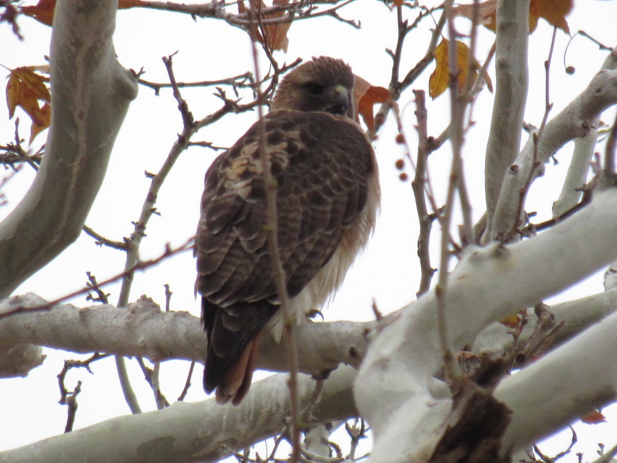 Red-tailed Hawk - ML191599611