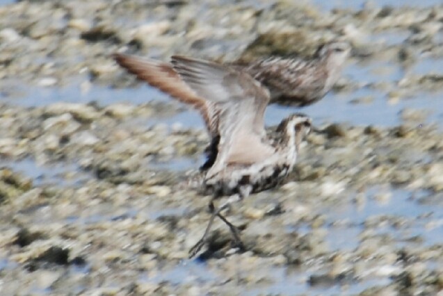 Pacific Golden-Plover - ML191601101