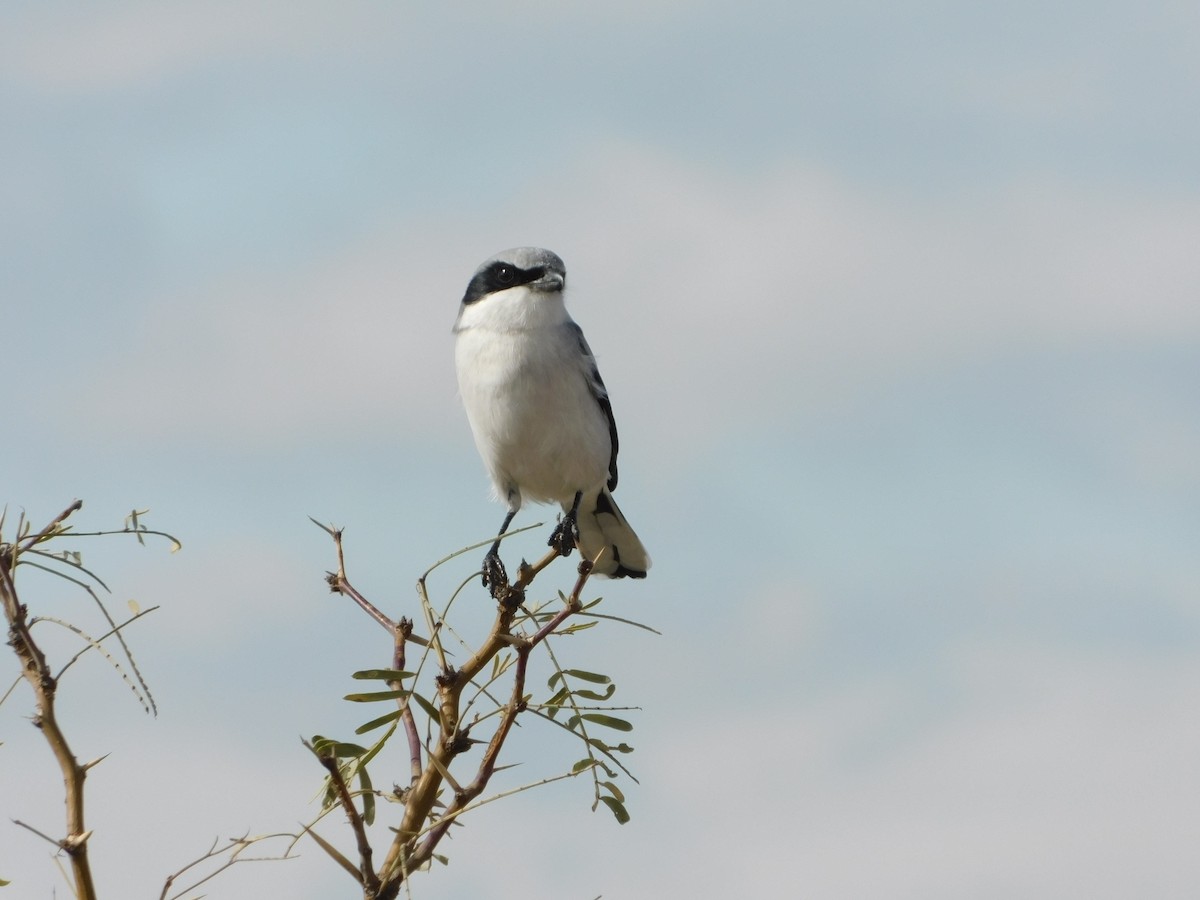 Pie-grièche migratrice - ML191602801