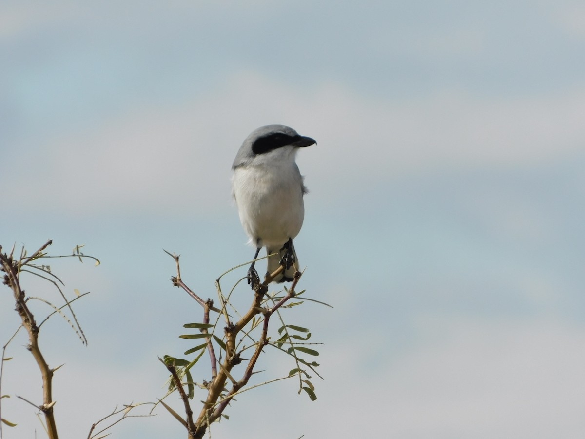 Loggerhead Shrike - Steve Glover