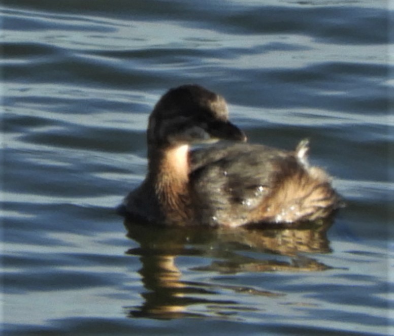 Pied-billed Grebe - Paul McKenzie