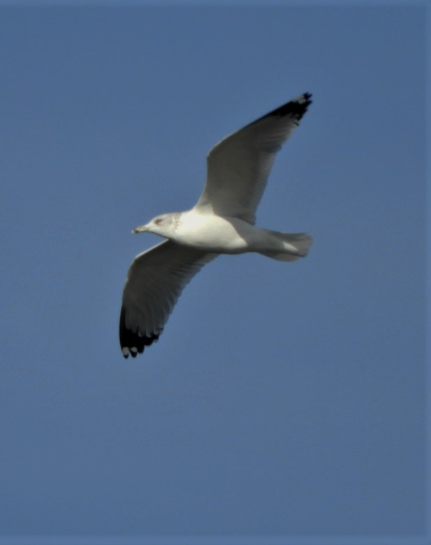 Ring-billed Gull - ML191603651