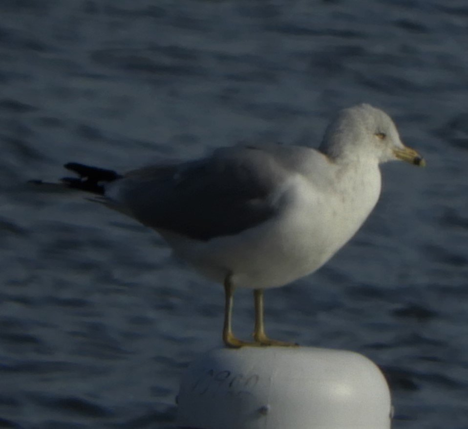 Ring-billed Gull - ML191603661