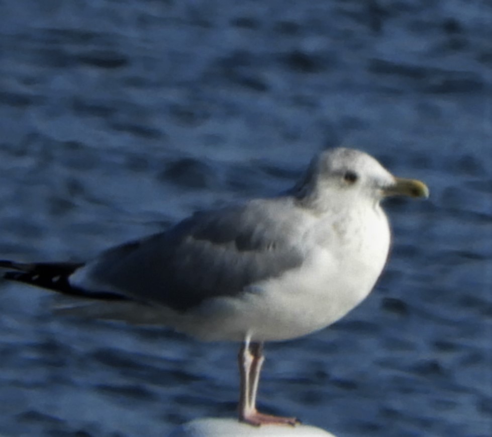 Ring-billed Gull - ML191603681