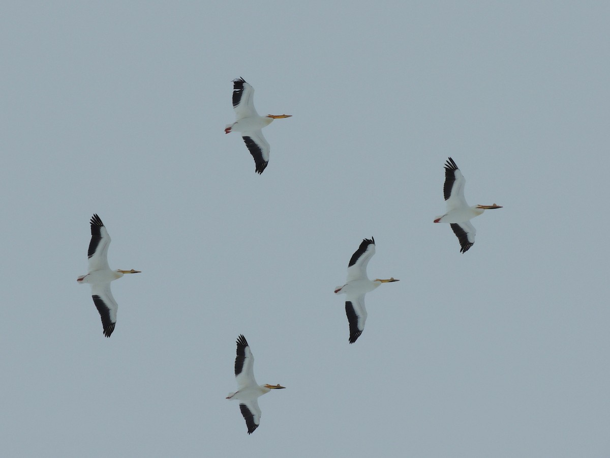 American White Pelican - ML191604221