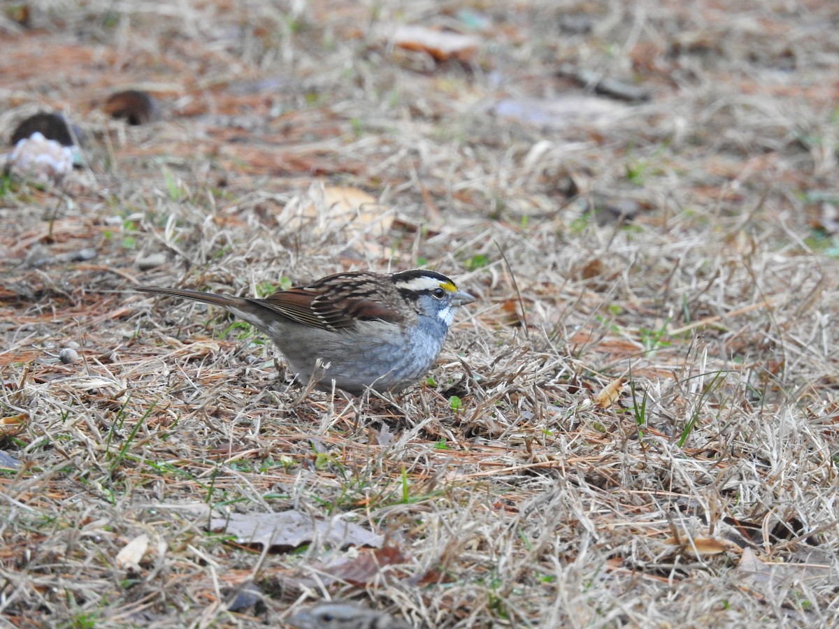 White-throated Sparrow - Adam Zorn