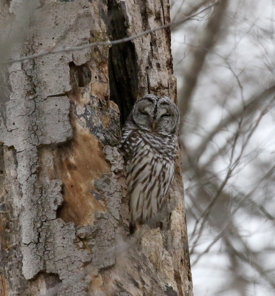 Barred Owl - ML191605231