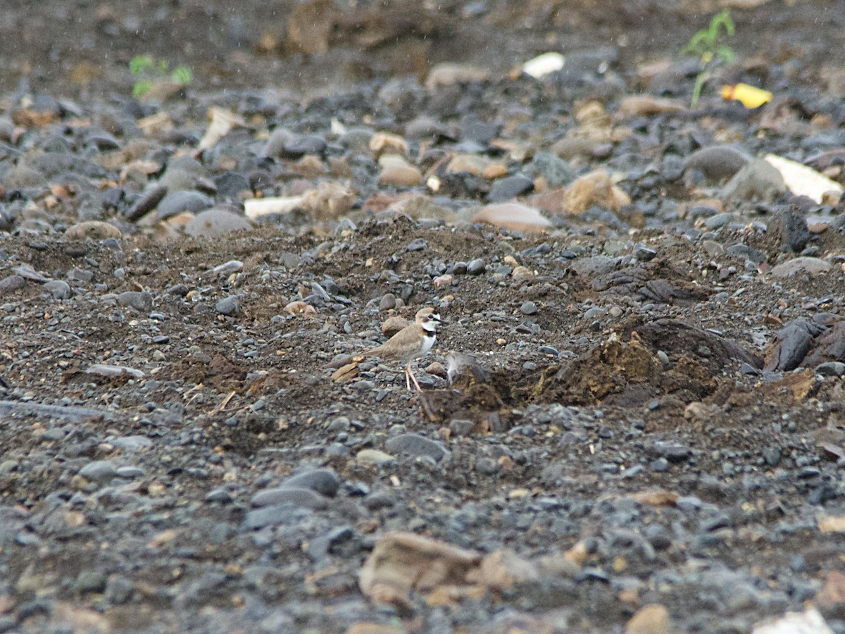 Collared Plover - Michael Tromp