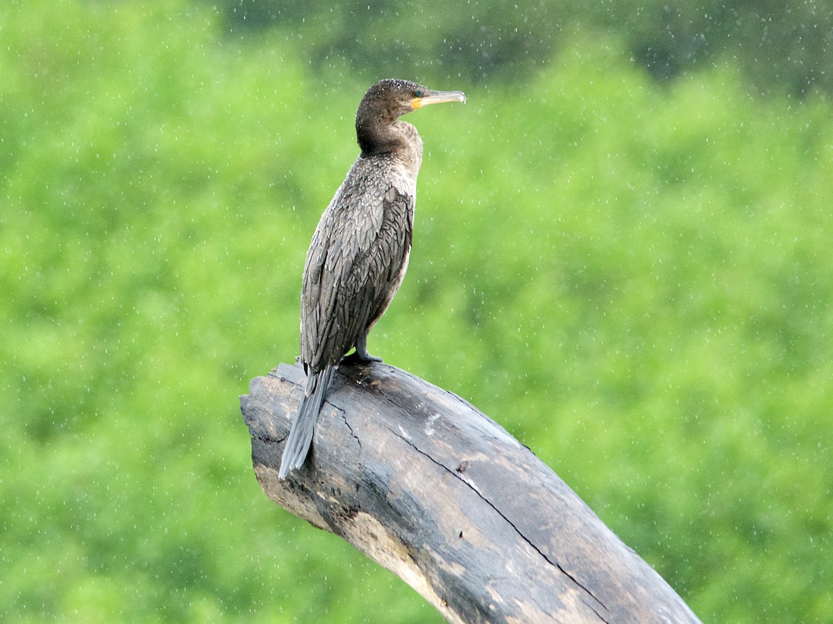 Neotropic Cormorant - ML191606831