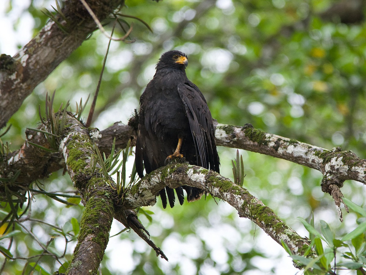 Common Black Hawk - ML191606991