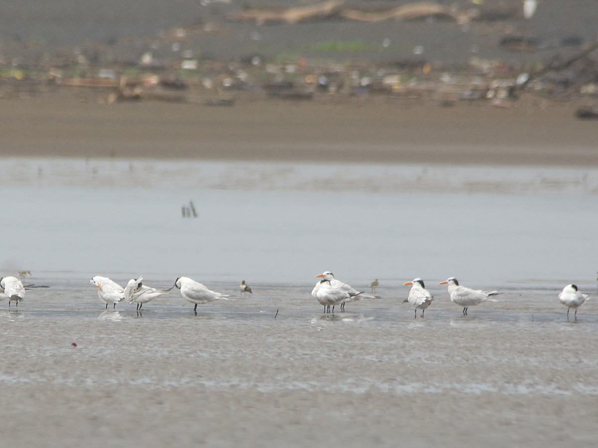 Royal Tern - Michael Tromp