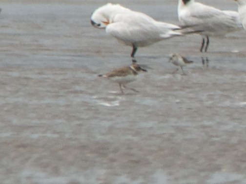 Wilson's Plover - ML191608391