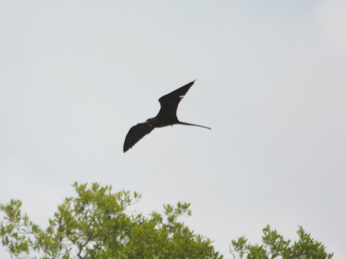 Magnificent Frigatebird - ML191608511