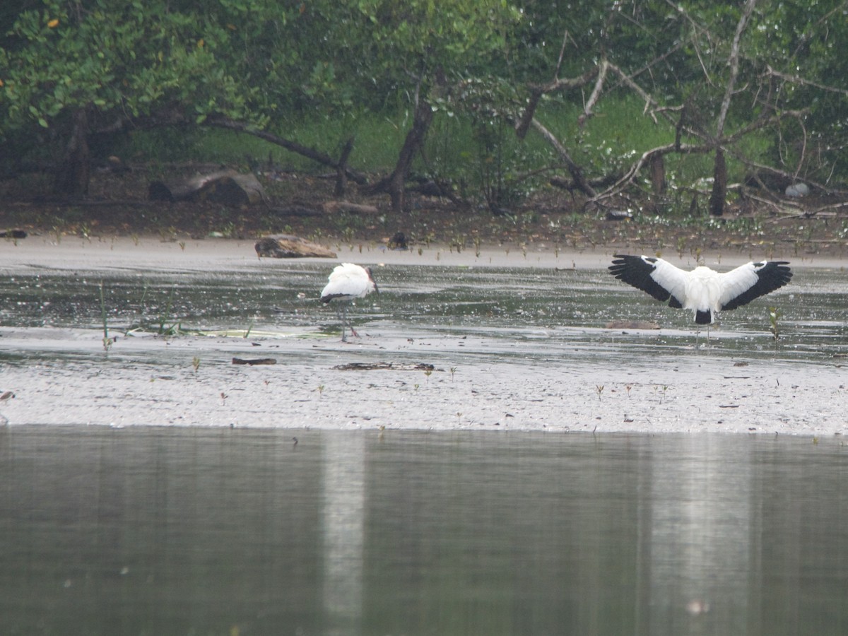 Wood Stork - ML191608561