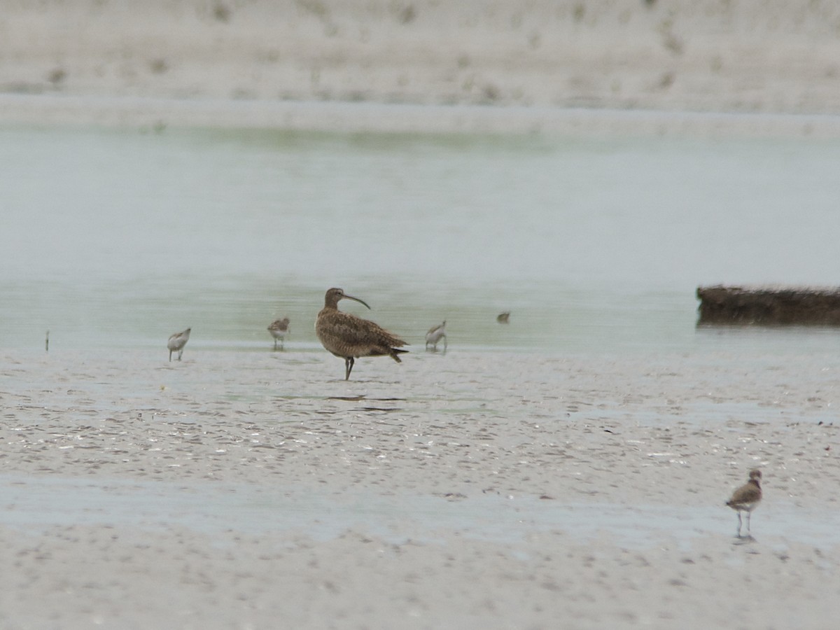 Whimbrel - Michael Tromp