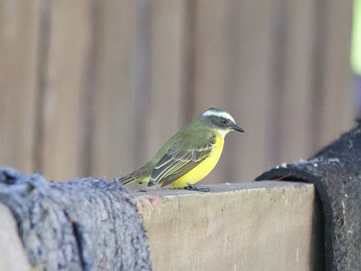 Social Flycatcher - ML191609801