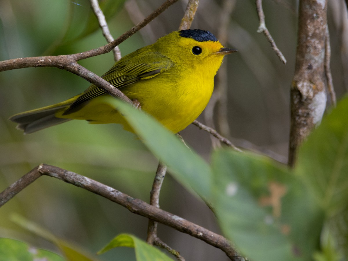 Болотянка мала - ML191610241